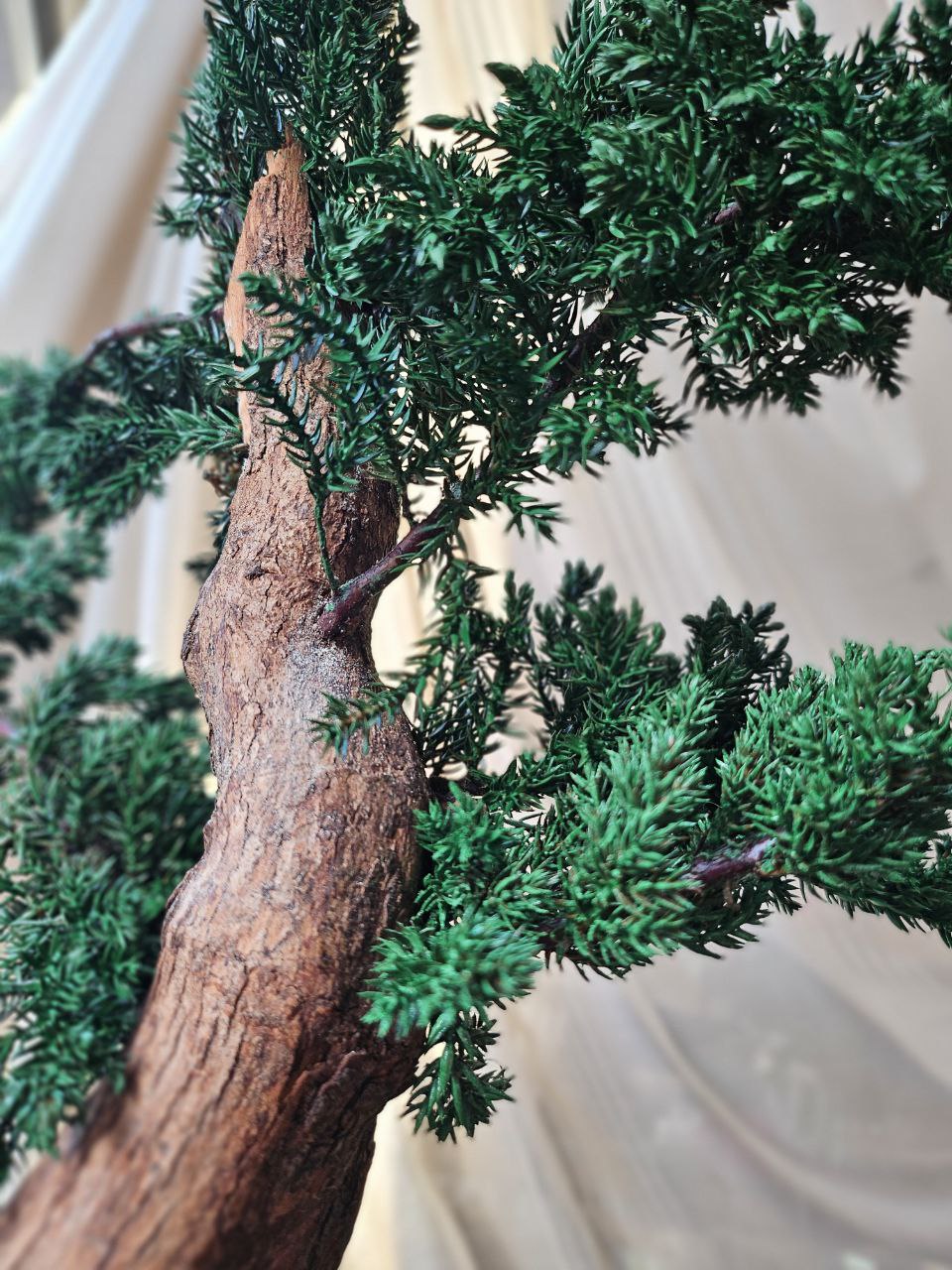 Bonsai Blue Arrow — Preserved Botanical Object