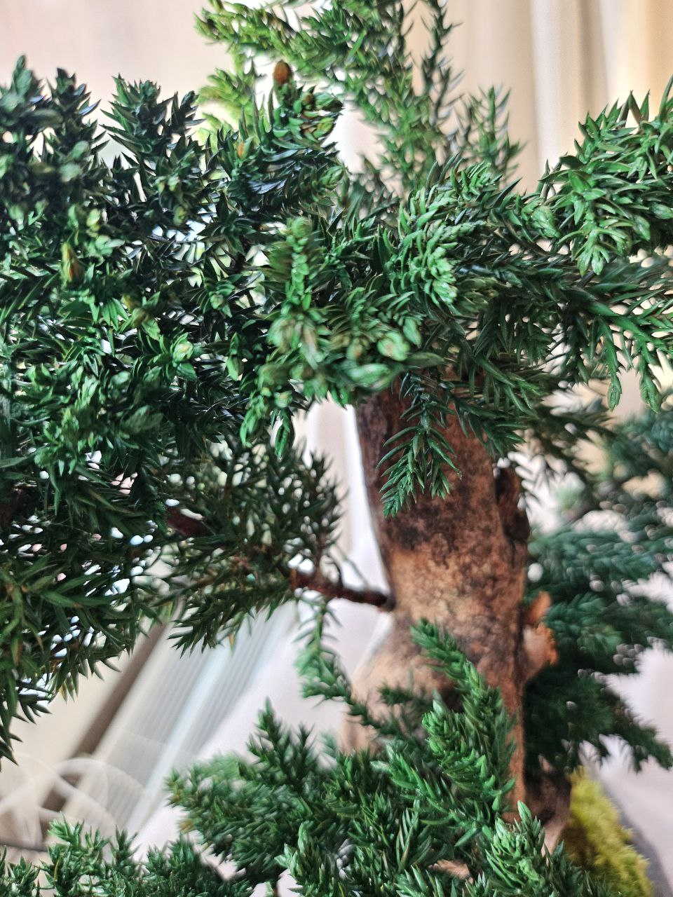 Bonsai Blue Arrow — Preserved Botanical Object