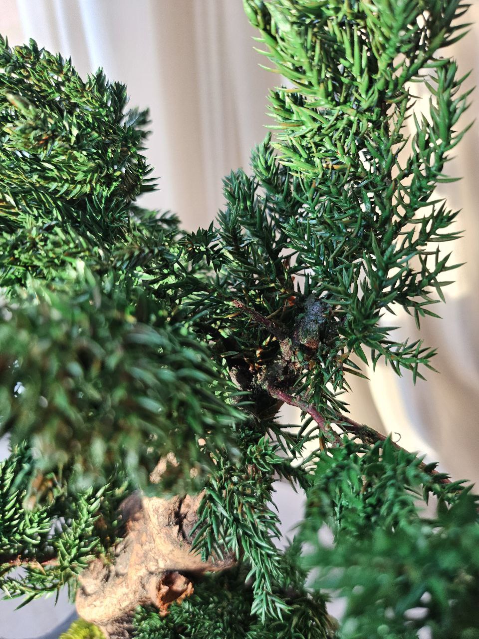 Bonsai Blue Arrow — Preserved Botanical Object
