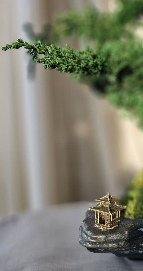 Bonsai Blue Arrow — Preserved Botanical Object