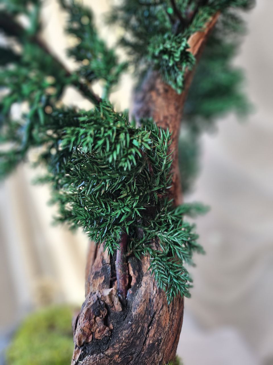 Bonsai Blue Arrow — Preserved Botanical Object