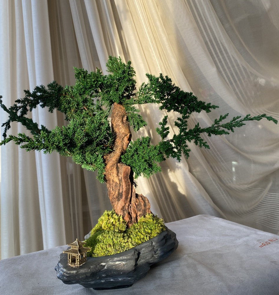 Bonsai Blue Arrow — Preserved Botanical Object