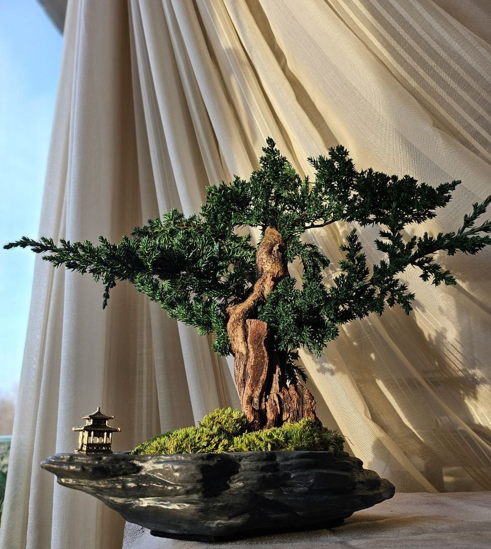 Bonsai Blue Arrow — Preserved Botanical Object
