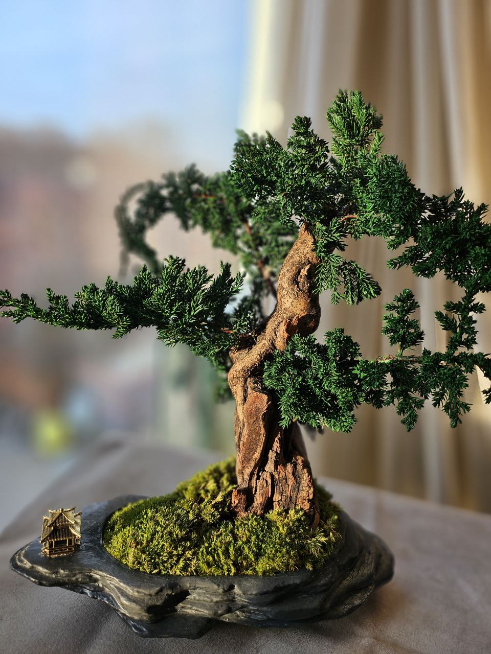 Bonsai Blue Arrow — Preserved Botanical Object
