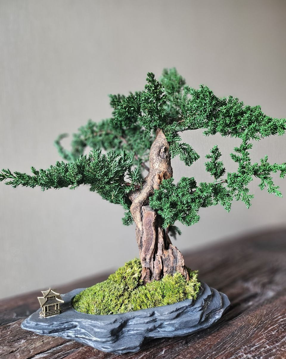 Bonsai Blue Arrow — Preserved Botanical Object