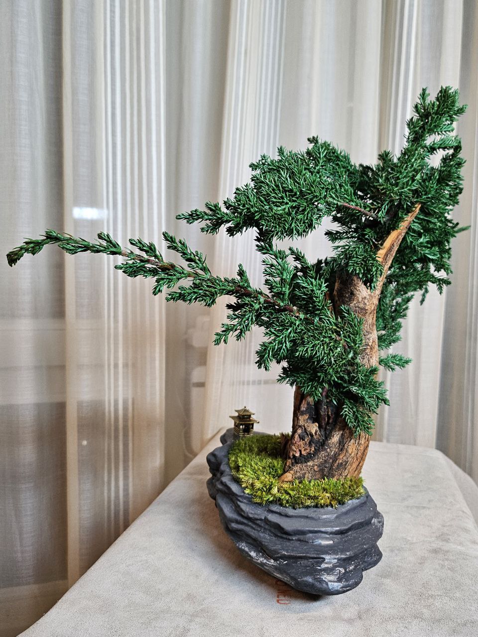 Bonsai Blue Arrow — Preserved Botanical Object