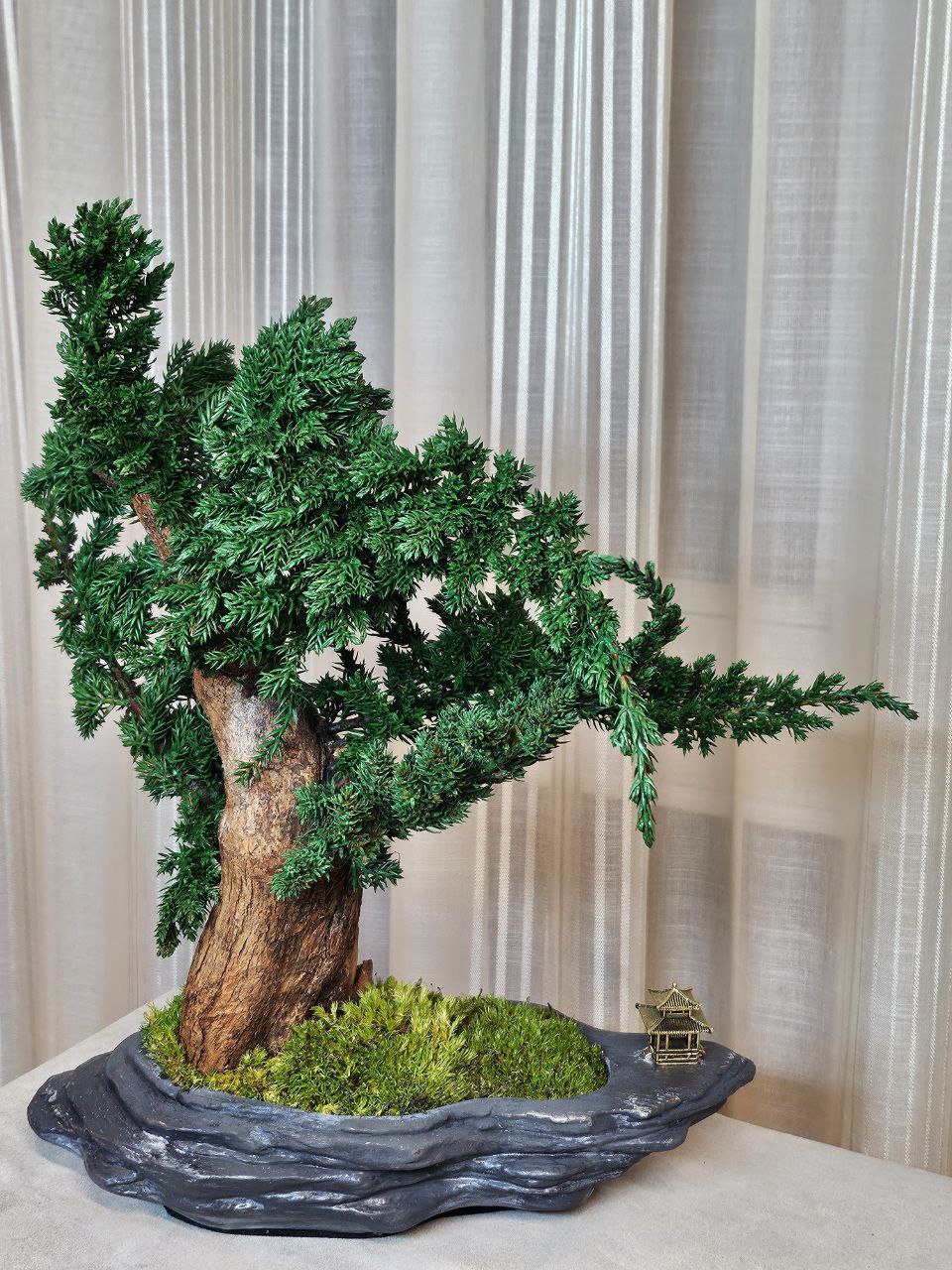 Bonsai Blue Arrow — Preserved Botanical Object