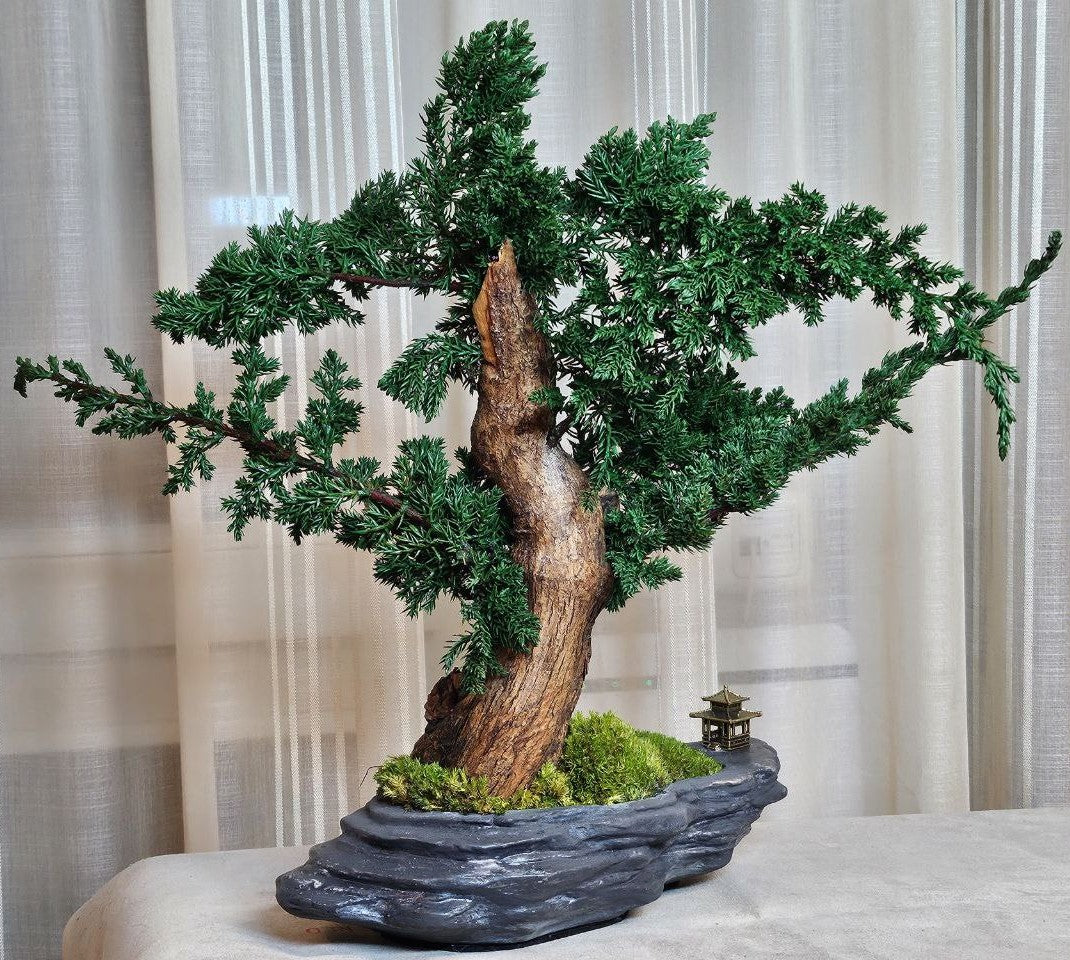 Bonsai Blue Arrow — Preserved Botanical Object