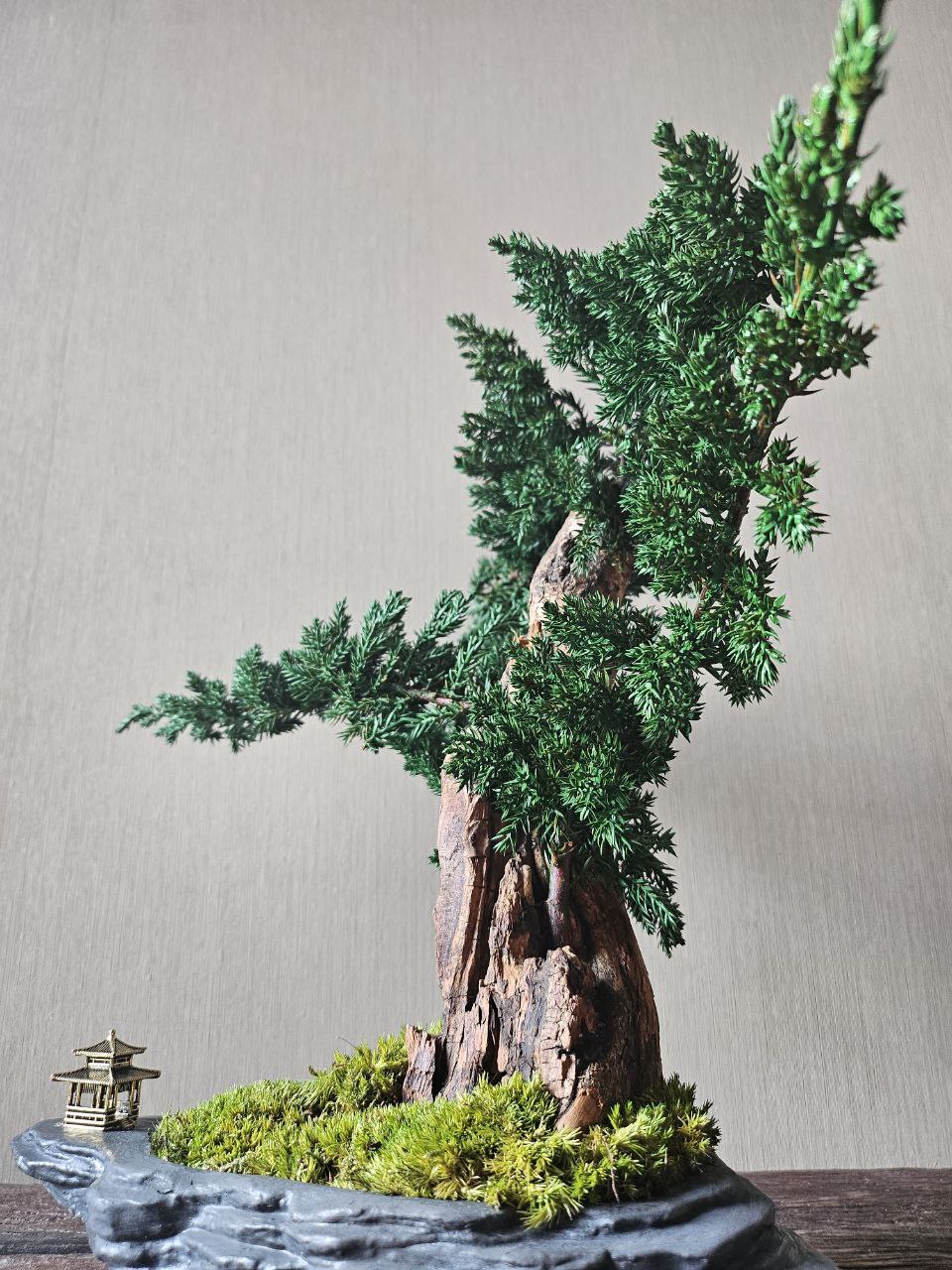 Bonsai Blue Arrow — Preserved Botanical Object