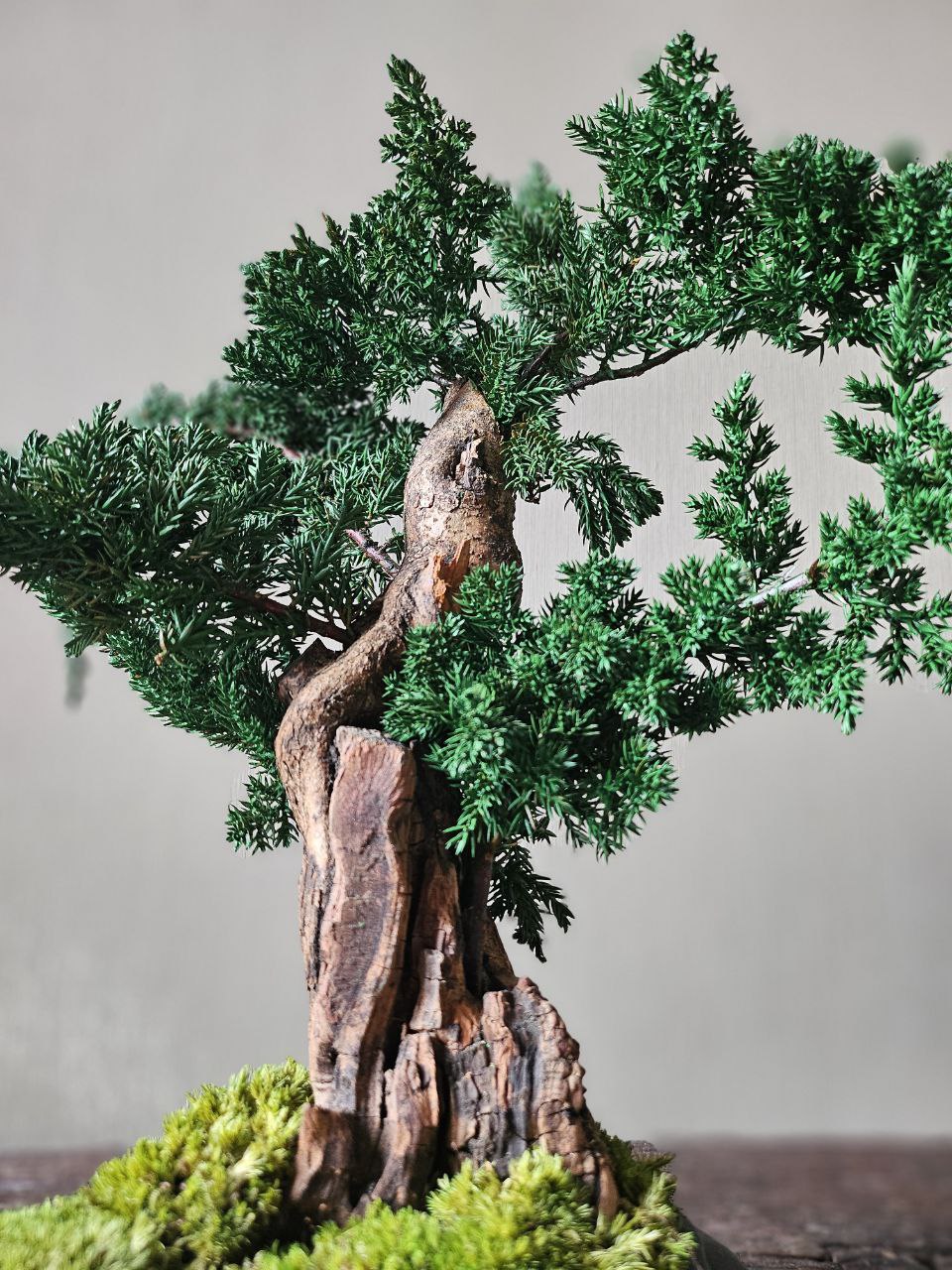 Bonsai Blue Arrow — Preserved Botanical Object