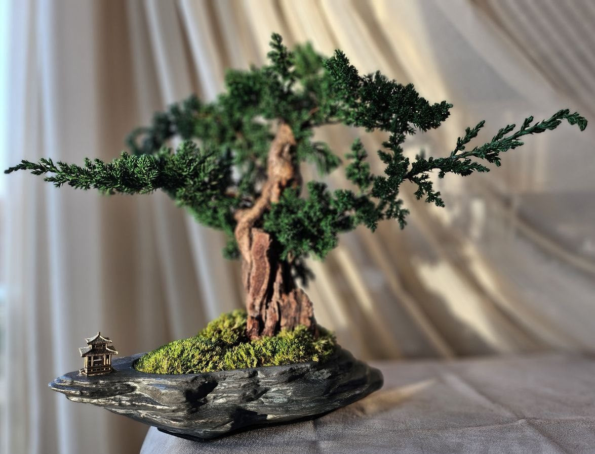 Bonsai Blue Arrow — Preserved Botanical Object