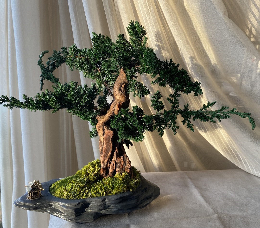 Bonsai Blue Arrow — Preserved Botanical Object