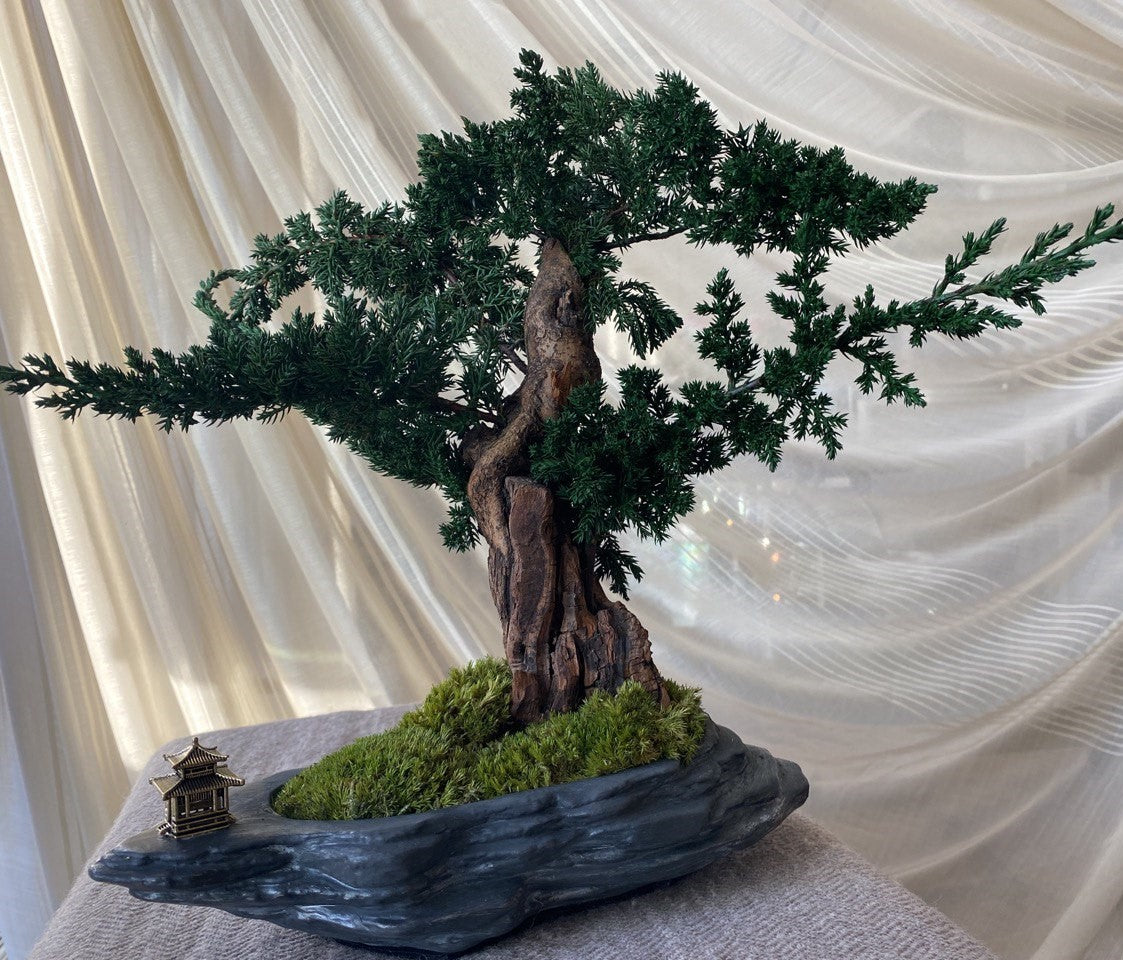 Bonsai Blue Arrow — Preserved Botanical Object