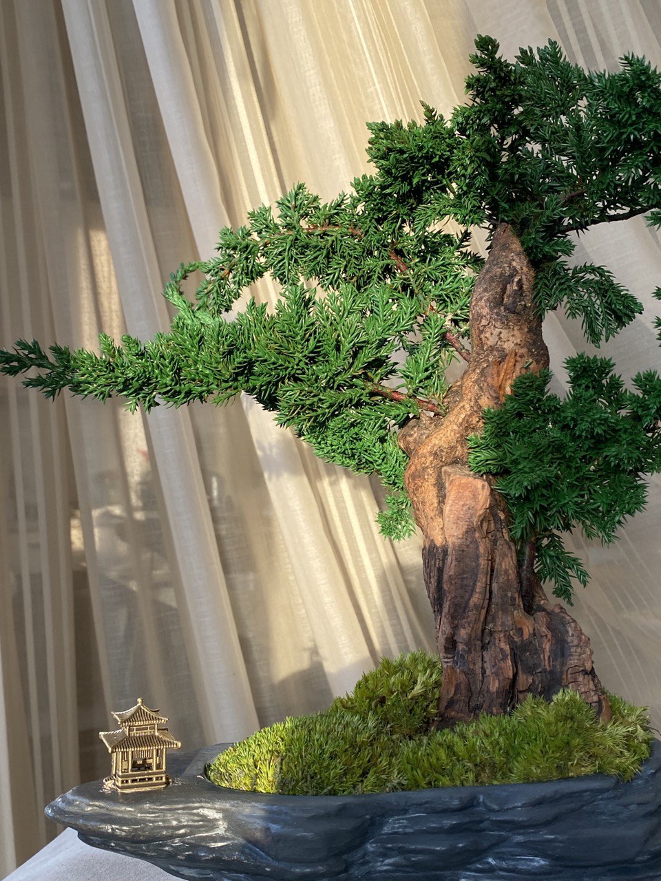 Bonsai Blue Arrow — Preserved Botanical Object