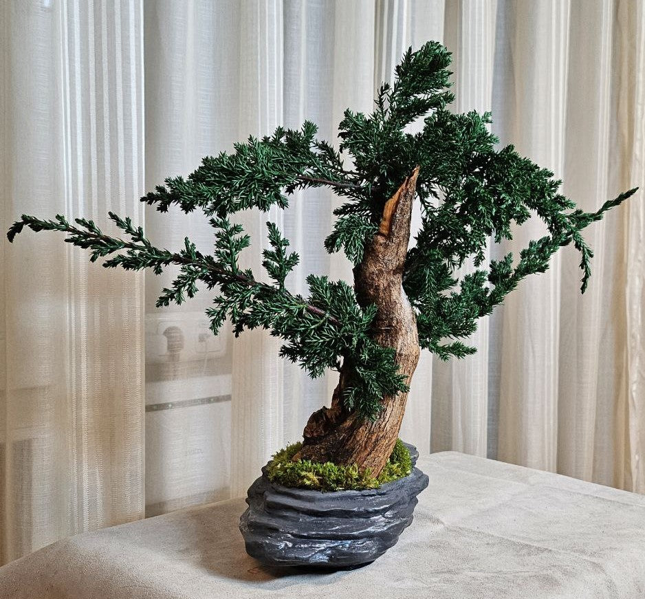 Bonsai Blue Arrow — Preserved Botanical Object