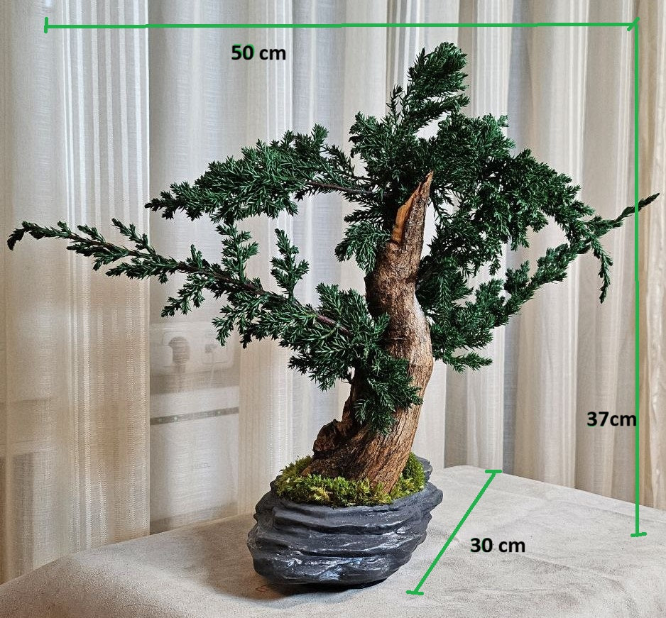 Bonsai Blue Arrow — Preserved Botanical Object