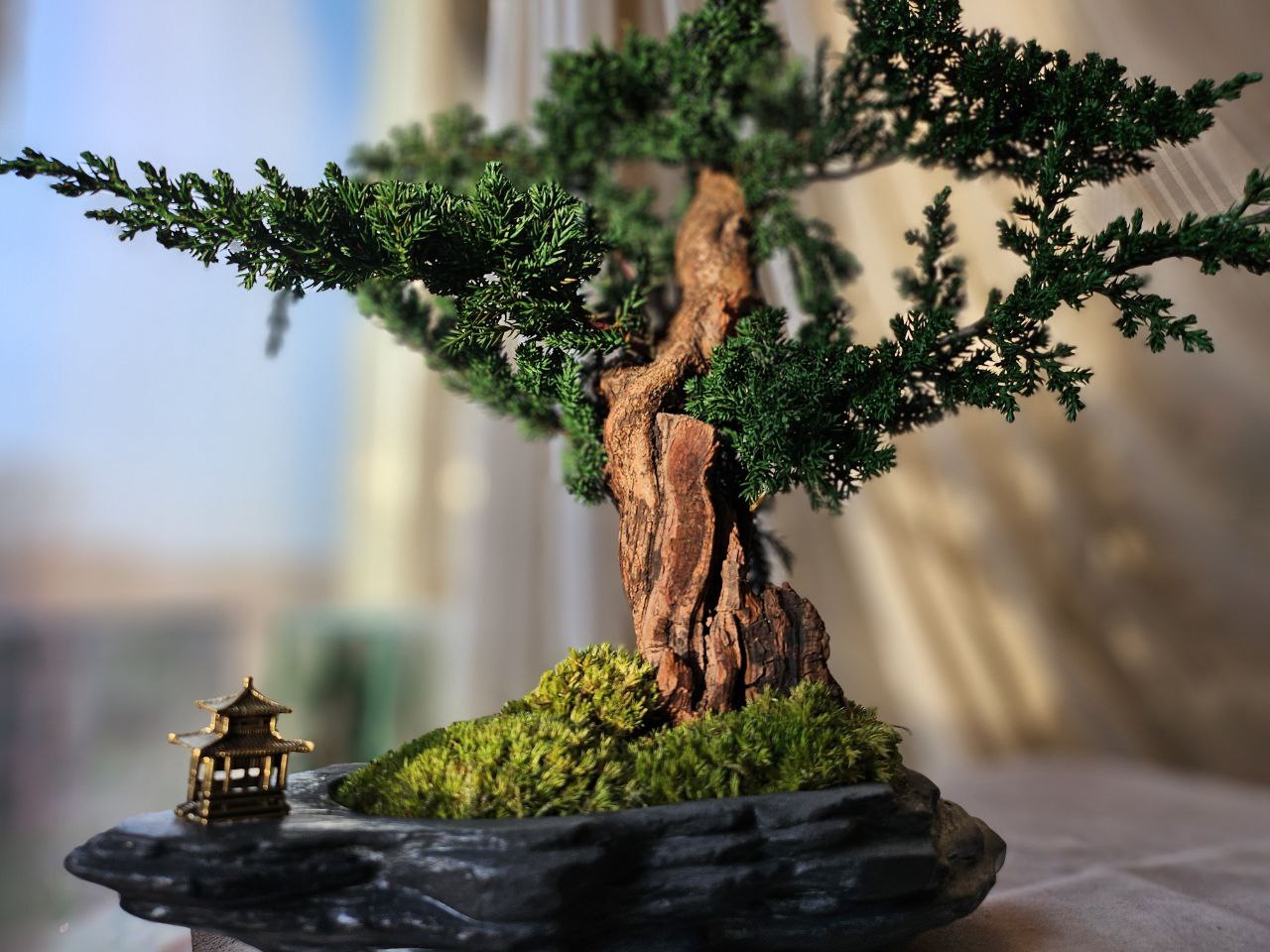 Bonsai Blue Arrow — Preserved Botanical Object
